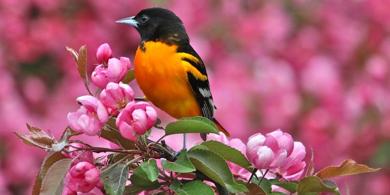 Join the Colorful Birds Photo Contest and win Canon Rebel Camera ...